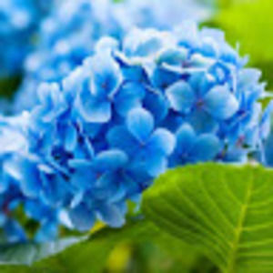 Meet your Posher, Abigail